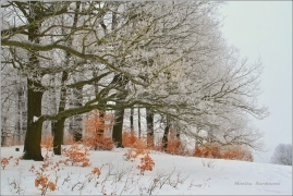 <p>Šluknovsko - Království</p>